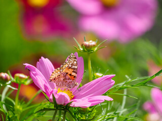 コスモスの花にヒョウモンチョウ