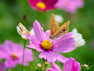 コスモスの花にヒョウモンチョウ