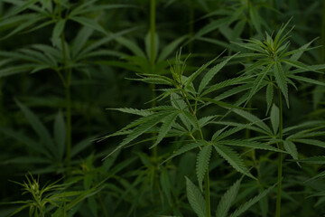 Naklejka na ściany i meble green cannabis plant with leafes on marihuana field farm