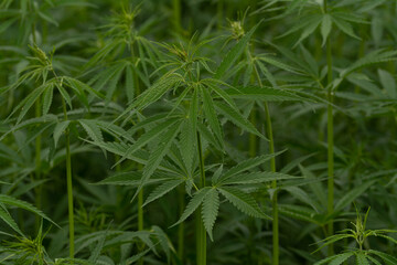 green cannabis plant with leafes on marihuana field farm
