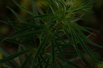 green cannabis plant with leafes on marihuana field farm