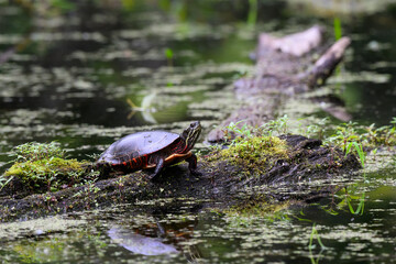 Northern map turtle sunning in the pond
