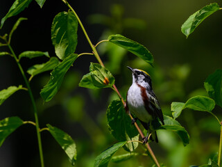 Chestnut-sided Warbler perched on a tree branch in spring