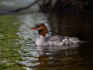 Female Common Merganser swimming in green water