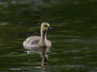 Canada Goose gosling swimming in green water