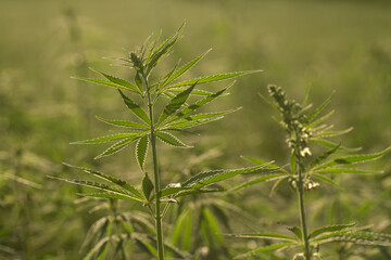 green cannabis plant with leafes on marihuana field farm
