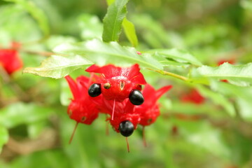 オクナセルラタの花