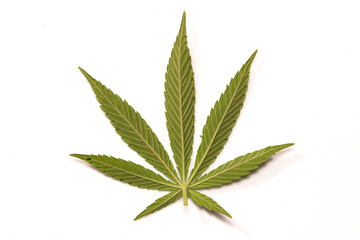 cannabis leaf