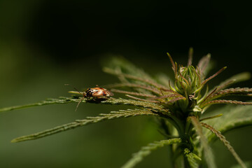 green cannabis leaf on marihuana field farm