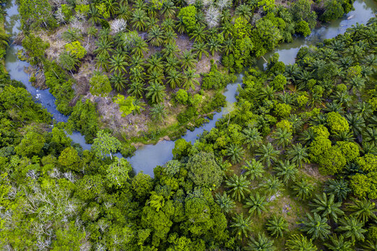 beautiful indonesian aerial view. view of oil palm plantations and river