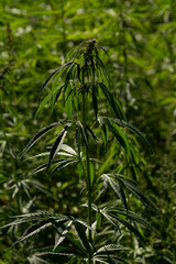 green cannabis leaf on marihuana field farm