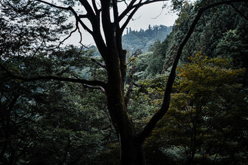 trees in the woods