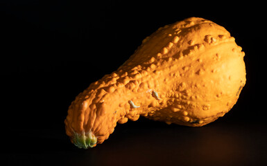 Yellow squash that's grown too large on a dark surfface with reflection
