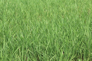 green expanse of rice fields