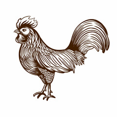 Rooster Chicken isolated on white background Hand drawn Vector Illustration