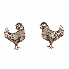 Hen Chicken isolated on white background Hand drawn Vector Illustration