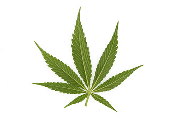 green cannabis leaf on marihuana field farm