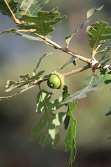 Acorn Nut Growing on Branch of Oak Tree