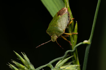 beautiful insect in spring on leaf in the grass