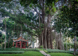 a Chinese temple and millennial tree beautiful