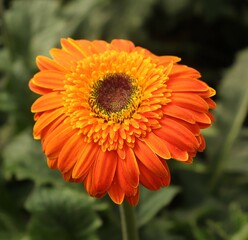 Gerbera