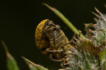 beautiful insect in spring on leaf in the grass