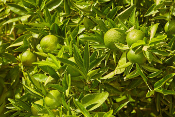 Closeup of green mandarin oranges or citrus lime growing on lush tree branch on sustainable orchard...