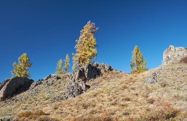 Altai autumn landscape with stones and yellow larch trees. Altai, Russia