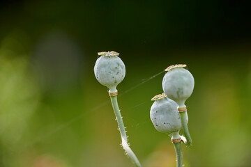 Closeup of green opium poppy plants growing against a bokeh copy space in a lush green home garden for seeds used on bread and cooked food. Papaver somniferum in horticulture and cultivation backyard - obrazy, fototapety, plakaty