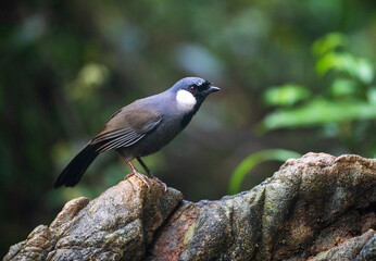 Beautiful Black-throated Laughingthrush perched in forest in China. Seen from the side.
