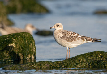 Mediterranean Gull, Ichthyaetus melanocephalus