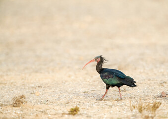 Northern Bald Ibis, Geronticus eremita, walking on the ground in Morocco.