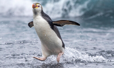 Royal Penguin, Eudyptes schlegeli