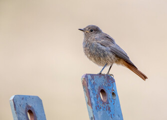 Black Redstart, Phoenicurus ochruros gibraltariensis