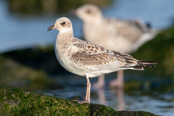 Mediterranean Gull, Ichthyaetus melanocephalus
