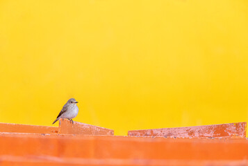 Spotted Flycatcher, Muscicapa striata striata, perched on old truck in Morocco.