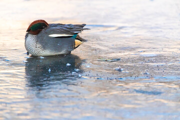 Eurasian Teal, Anas crecca