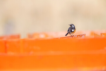 Moussier's Redstart, Phoenicurus moussieri
