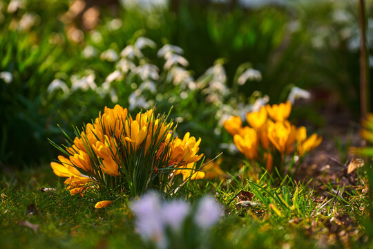 Colorful crocus flower view in nature on a spring gardening day. Closeup of an outdoor landscape with green grass and yellow flowers. Beautiful natural growing garden plants in the relaxing outdoors.