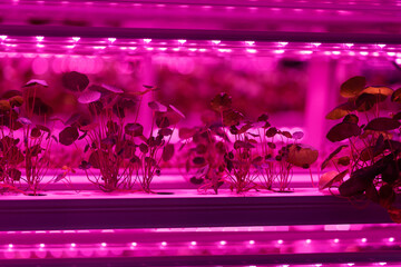 Eco organic modern smart farm . Vegetable green salad growing in hydroponic system. Plant...