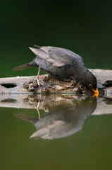 Foto op Aluminium Merel, Common Blackbird, Turdus merula © Marc