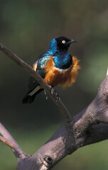 Driekleurige Glansspreeuw, Superb Starling, Lamprotornis superbus