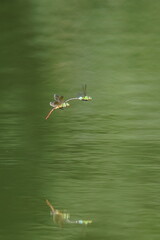 dragon fly in a pond