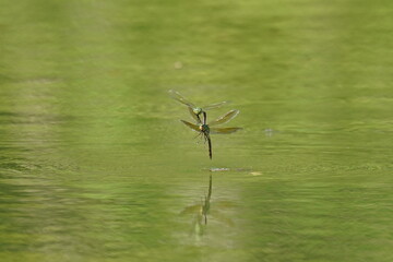 dragon fly in a pond