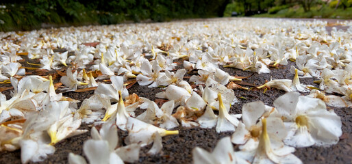 The alleyway in our apartment compound is literally covered by the fallen blossoms of oleander trees - after a recent heavy rain and strong wind