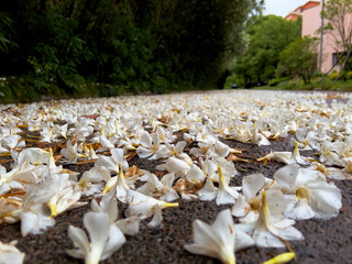 The alleyway in our apartment compound is literally covered by the fallen blossoms of oleander trees - after a recent heavy rain and strong wind