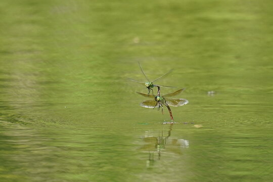 Dragon Fly In A Pond
