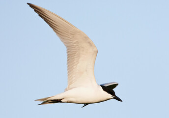 Lachstern, Gull-billed Tern, Gelochelidon nilotica