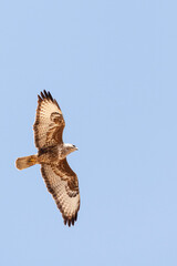 Steppebuizerd, Steppe Buzzard, Buteo buteo vulpinus