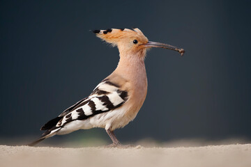 Hop, Eurasian Hoopoe, Upupa epops